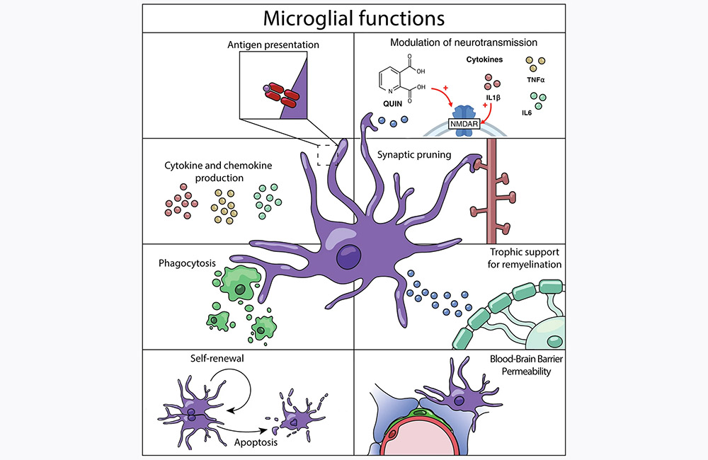 Microglial Functions Microglial Functions